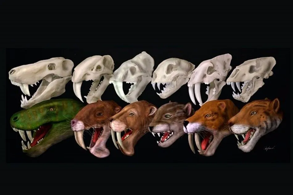 Un estudio liderado por la UMA revela que ningún grupo de carnívoros con dientes de sable cazaba...