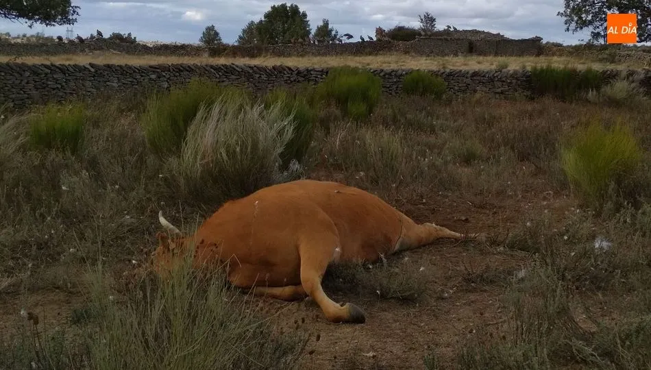 Al fondo de la imagen se pueden apreciar a decenas de buitres sobre una pared, que han perdido incluso el miedo al ser humano