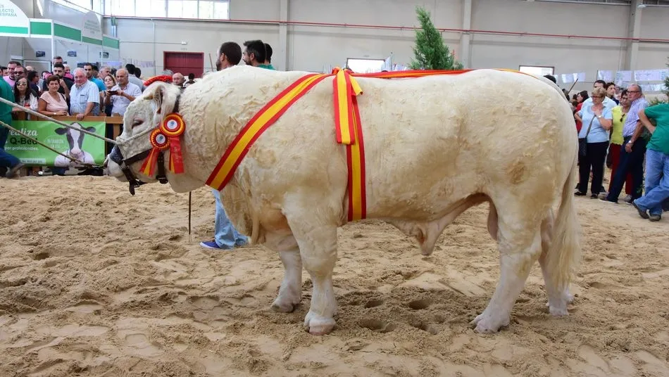 La organización ha destacado, en los precios de arranque de subasta, los 4.300 euros de un ejemplar de la raza charolesa, los 3.400 euros de un ejemplar de limusín