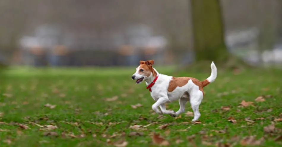 No recoger excrementos de animales de compañía en la vía pública supondrá una multa de 300 euros