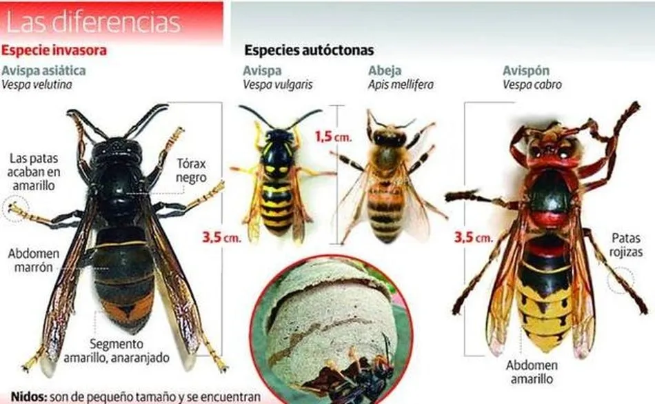 Diferencias entre la avispa asiática y las especies europeas