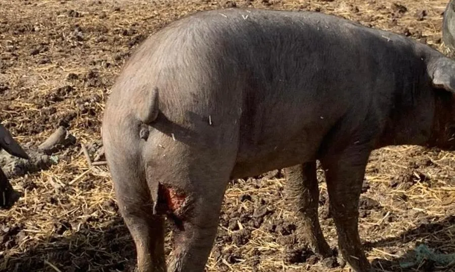 Estado de uno de los animales heridos en Alaraz