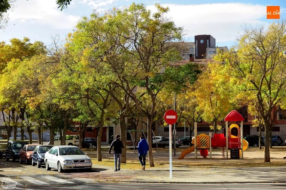Mantener en un adecuado estado de conservación los árboles de la ciudad es el objetivo de la campaña anual de poda