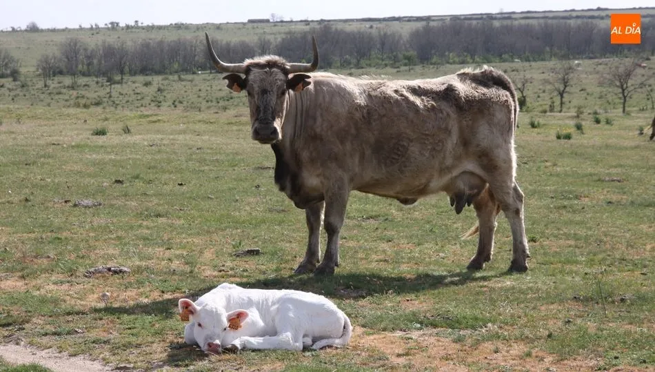 El importe de las ayudas para vacas nodrizas a ganaderos salmantinos es de 19,1 millones de euros