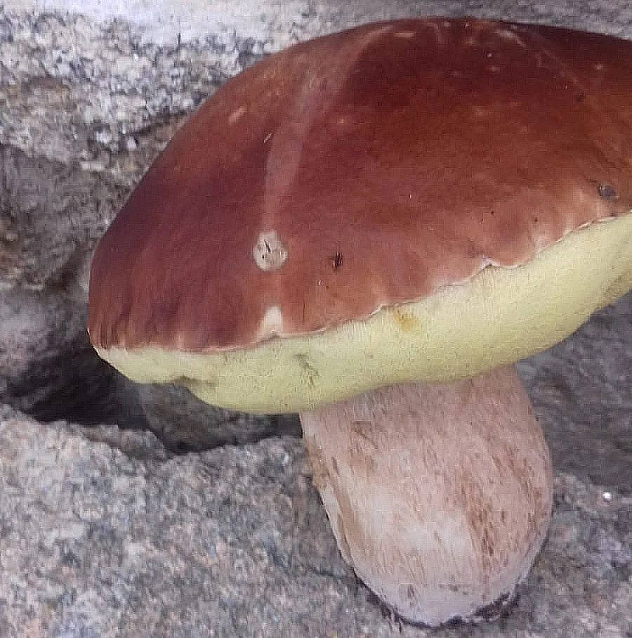 Buen boleto recogido por Serafín Martín en Villasbuenas  