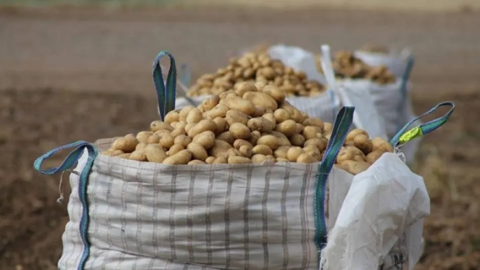 Las patatas pasan de cotizar a 0,12 euros por kilo en origen para venderse en destino a una media de 1,19 euros por kilo, según COAG
