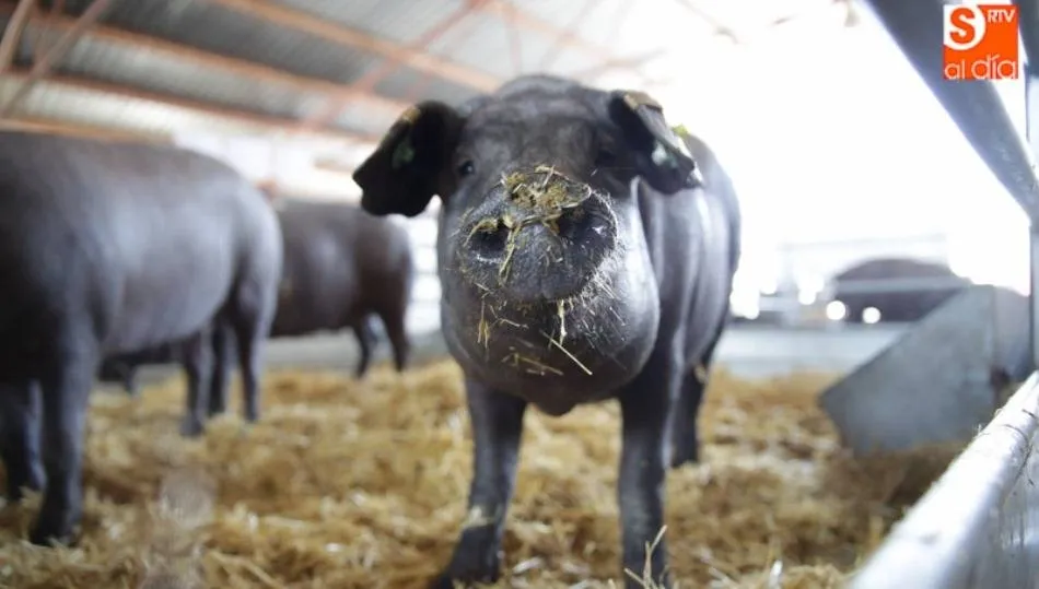 El porcino ya es el primer sector agropecuario de Castilla y León al desplomarse un 19 por ciento...