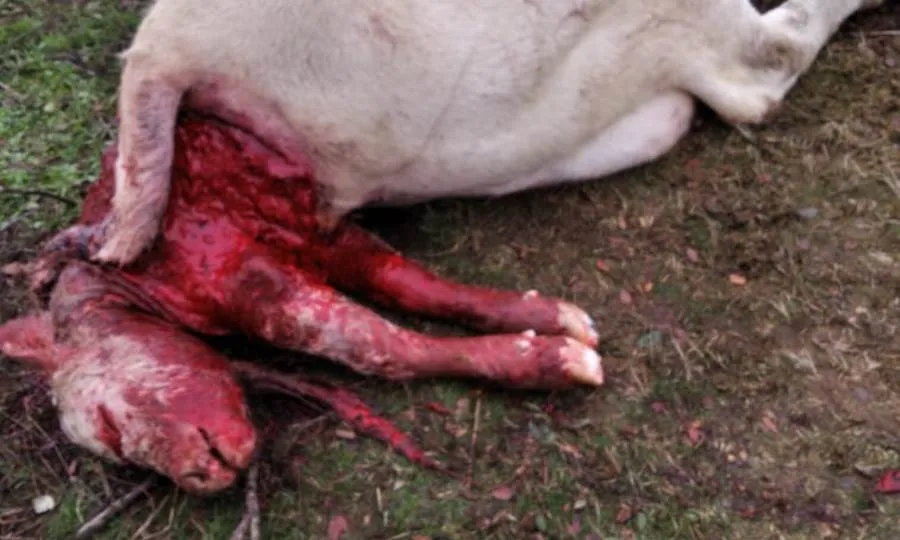 Estado del becerro muerto, tras el ataque de los buitres en San Pedro de Rozados