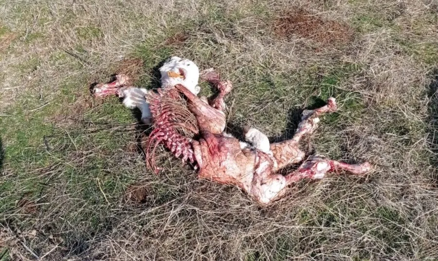 Cadáver de uno de los terneros atacados por los buitres