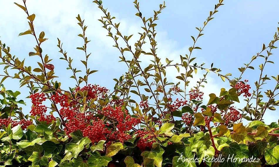 Luz del ofrecimiento