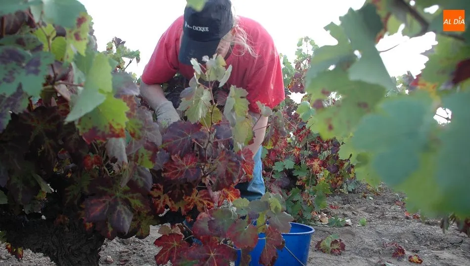 En la comarca de Vitigudino no hay ninguna mujer menor de 25 años perceptora de la PAC