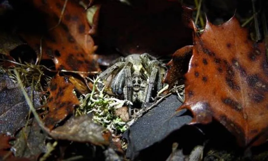 Diego Lorenzo ganó el concurso con esta imagen. Bajo una hoja de encina se hallaba oculto este ejemplar de araña lobo