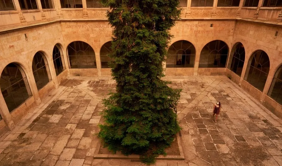 Convertido en uno de los símbolos más reconocibles de la Universidad de Salamanca, el árbol es objeto de un seguimiento constante para evaluar su estado