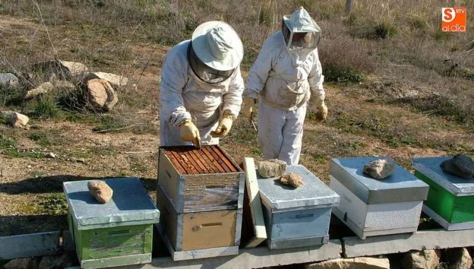 Apicultores trabajando en Salamanca - Archivo