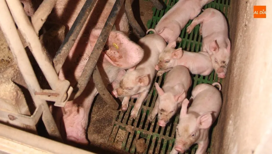 El precio de los tostones se está viendo influido por la reducción de la demanda, motivada por las restricciones de la pandemia. Foto CORRAL