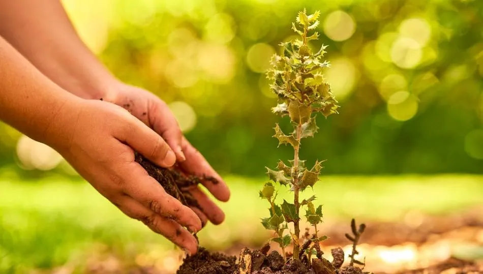 Cada familia participante colocará un cartel como signo de apadrinamiento del árbol
