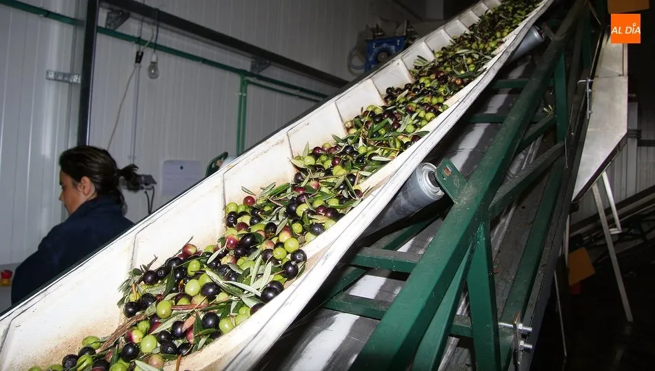 La almazara ecológica ‘ha tirado’ también del sector turístico con sus visitas guiadas