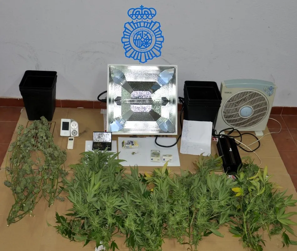 Efectos y plantas de marihuana intervenidas en la vivienda