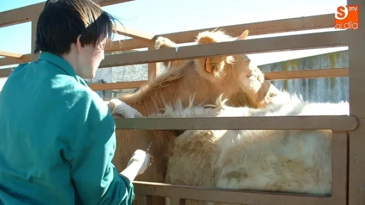 El sindicato veterinario de Castilla y León protesta por las últimas declaraciones de la Junta