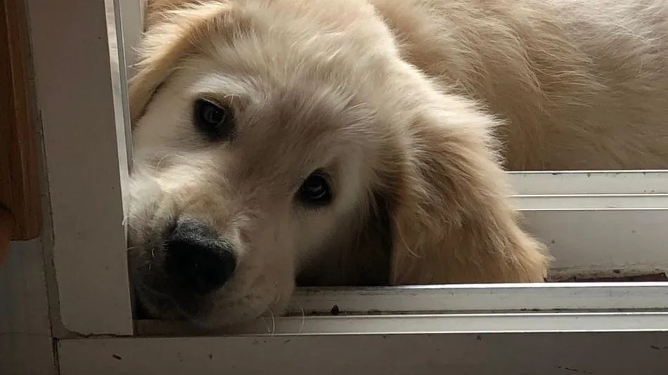 La mitad de los perros que se regalan en Navidad son posteriormente abandonados