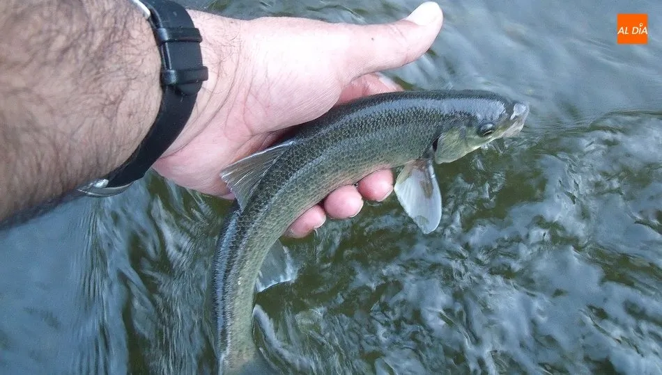 Ciprínidos ibéricos como las bogas, barbos y bordallos deberán devolverse al agua durante los meses de mayo y junio