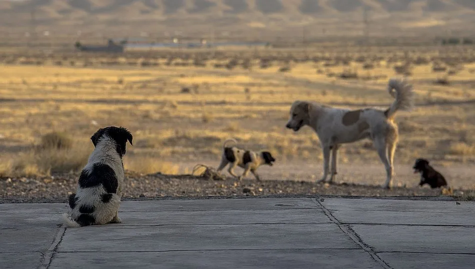 Casi el 90 % de los abandonos se producen en el entorno urbano por menos del 12% en el rural