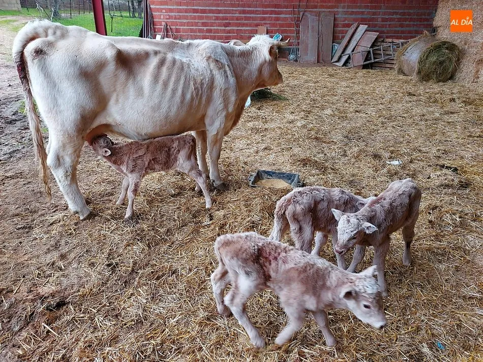 Tanto la vaca como los terneros están en perfecto estado / MANUEL NICOLÁS BOGAZ