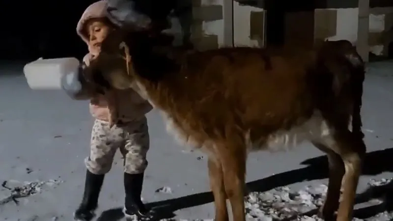 Una niña da un biberón de leche caliente a un becerro en pleno temporal