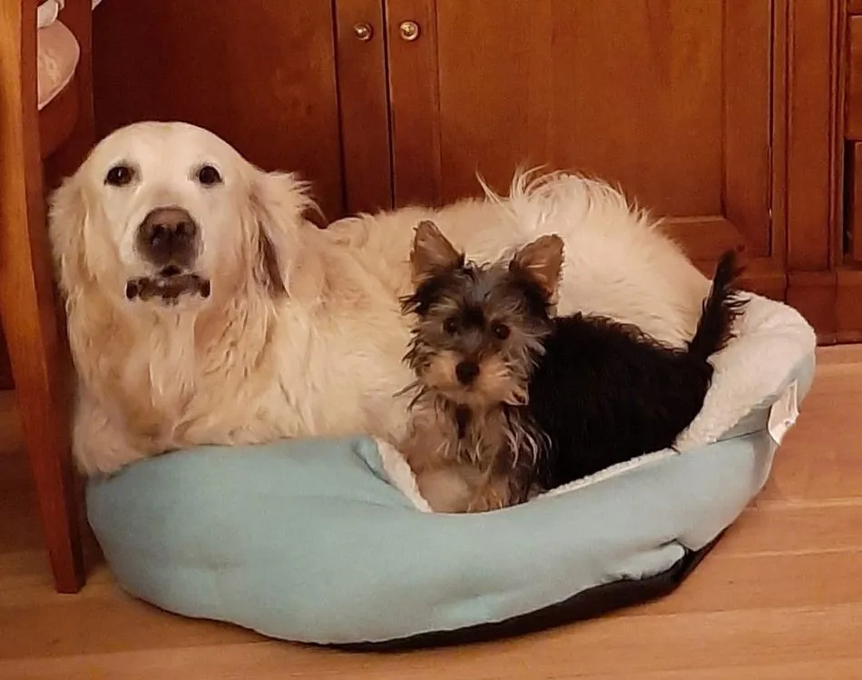 La tierna mirada de un perro