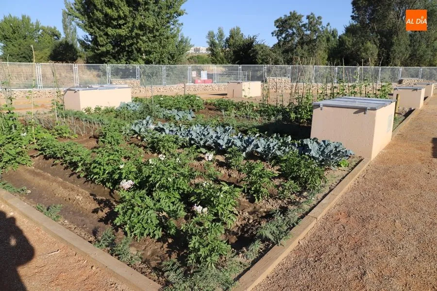 El Ayuntamiento sorteará el uso de más de 600 huertos