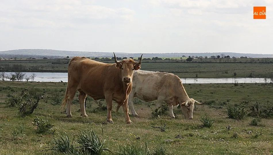 Asaja Salamanca se ha opuesto desde un primer momento a las medidas contempladas en el primer borrador y que iba a publicarse el 29 de enero