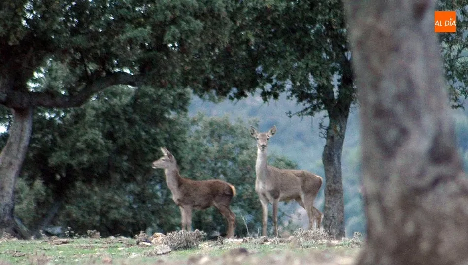 La nuevea ley de caza pretende un aprovechamiento sostenible de los recursos cinegéticos / CORRAL
