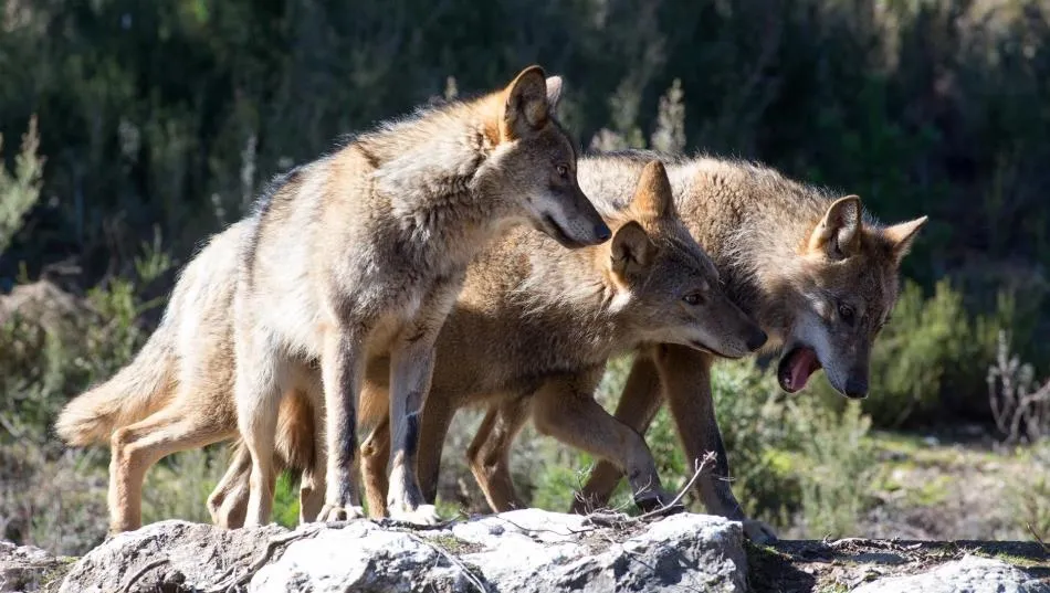 Varios lobos ibéricos del Centro del Lobo Ibérico en localidad de Robledo de Sanabria, en plena Sierra de la Culebra. Foto de Carlos Castro - EP Archivo