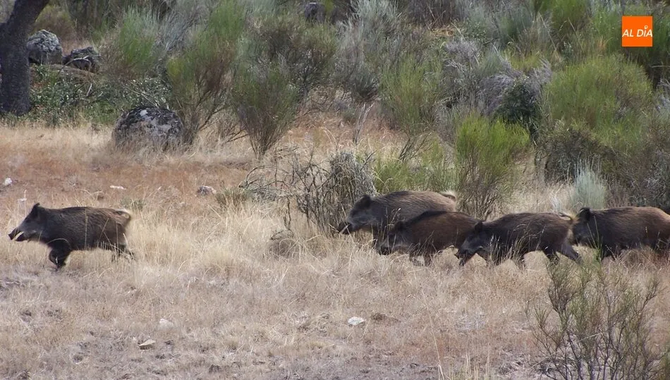 El jabalí arrolló al cazador, que resultó herido en una pierna / ARCHIVO