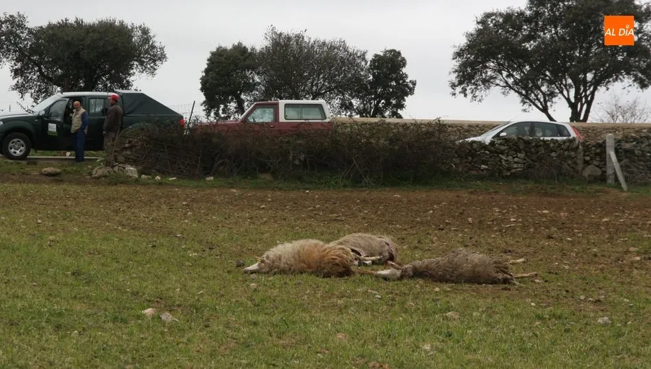 La cabaña de ovino ha descendido de manera importante, entre otras cuestiones, debido a los daños causados por el lobo