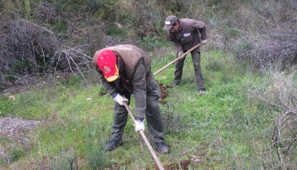 EL AYUNTAMIENTO OFERTA UN NUEVO CURSO DE JARDINERÍA CON CERTIFICADO DE PROFESIONALIDAD El Ayuntamiento oferta un nuevo curso de Jardinería para desempleados con Certificado de Profesionalidad. Se trata de una acción formativa de 470 horas de duración que