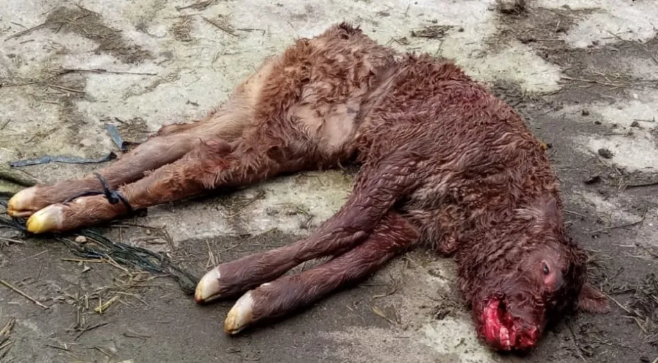 Un ataque de meloncillos acaba con la vida de una vaca y tres terneros en Cabeza de Framontanos  