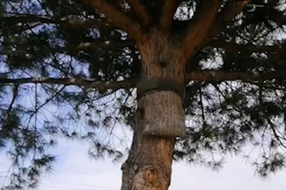 Tratamiento de endoterapia para eliminar los nidos de procesionaria