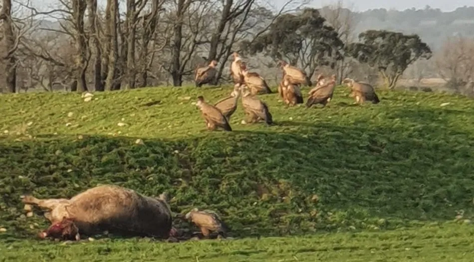Ataque de buitres en una explotación ganadera de Alba de Yeltes