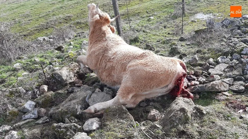 Ante las graves heridas sufridas, la vaca también ser morirá, y en el mejor de los casos quedará inservible como reproductora