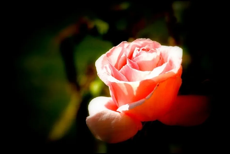 Lo importante es la rosa