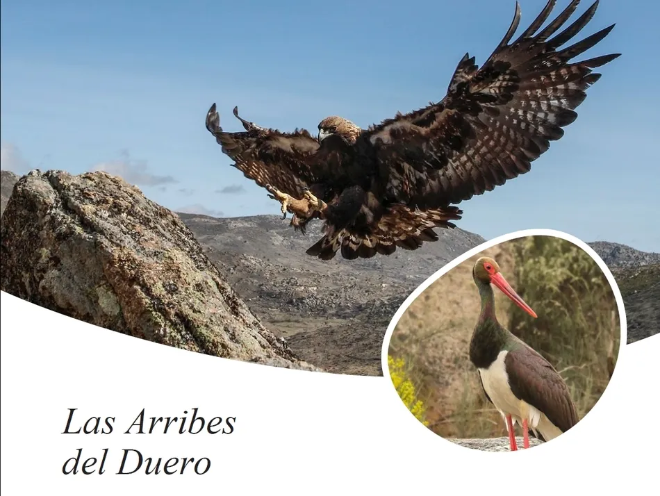 El águila real y la cigüeña negra, con el alimoche, iconos del Parque Natural Arribes