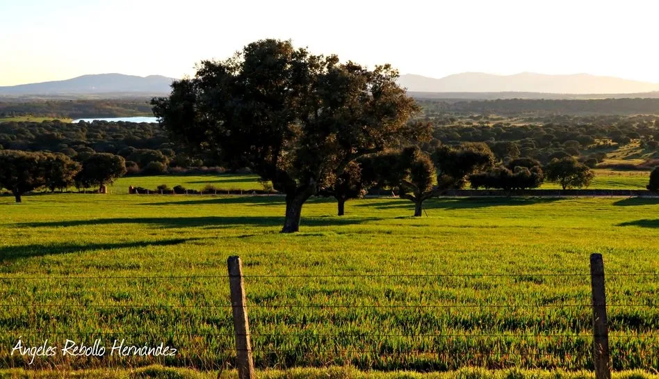 La encina matriarcal