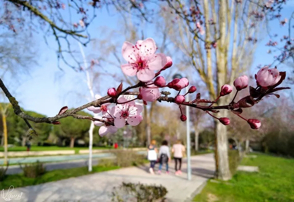 Primavera anticipada