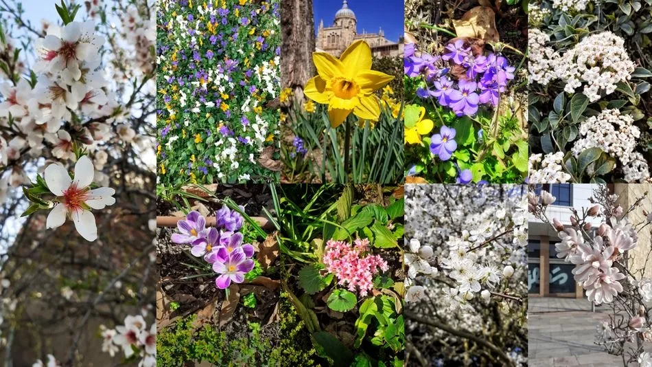 Inflorescencias programadas 