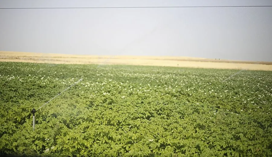 Regadío de la Armuña