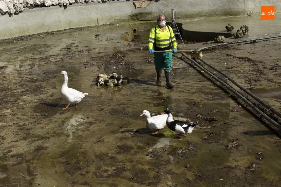 Tareas de limpieza en el estanque de la Alamedilla. Foto de Guillermo García