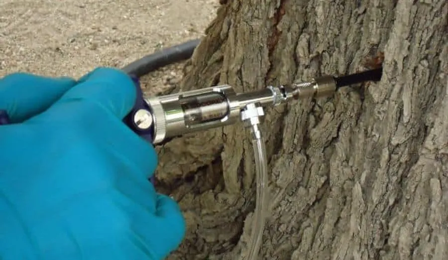 Según el consistorio, a pesar del tratamiento preventivo aplicado sobre las coníferas, algunas orugas pueden sobrevivir anidando en bolsones