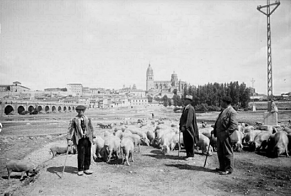 El trato en el mercado de ganado porcino   