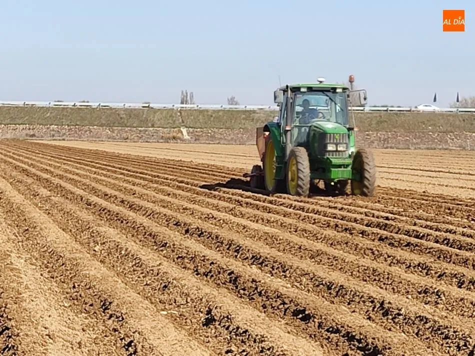 Castilla y León es la primera comunidad en producción de planta madre fresa y patata de siembra